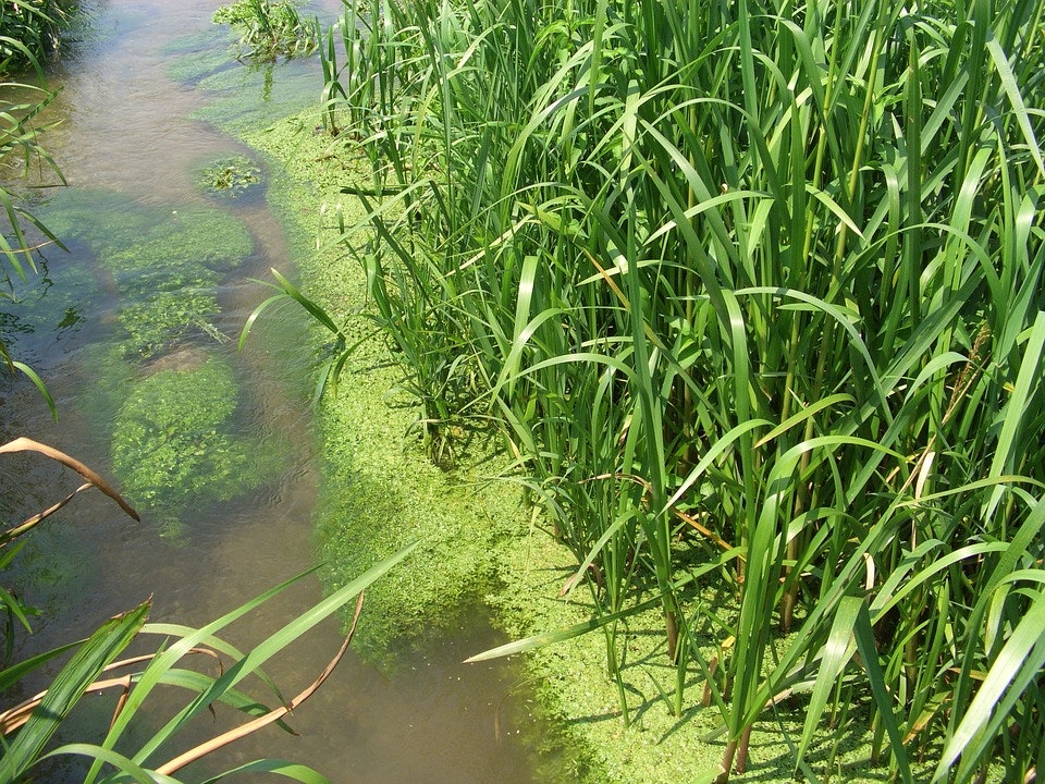 EPA Plan Aims To Reduce Phosphorus Pollution In Lake Erie | Storm Water ...